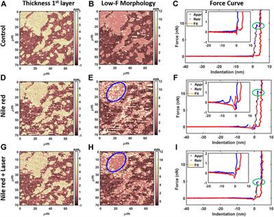 Unveiling a Hidden Event in Fluorescence Correlative Microscopy by AFM Nanomechanical Analysis